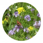 Bolsa de semillas de flores de abeja y mariposa en bolsa de papel kraft color marrón quinta vista